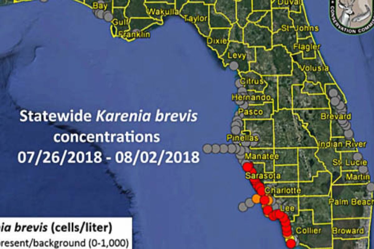 What Is Going On With Red Tide On Florida's Coast? - Part 3 From Rose Lipke