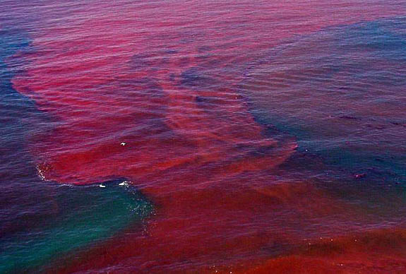 Red tide bloom stretches over 100 miles on Florida's coast and over 10 miles into parts of the Gulf of Mexico.