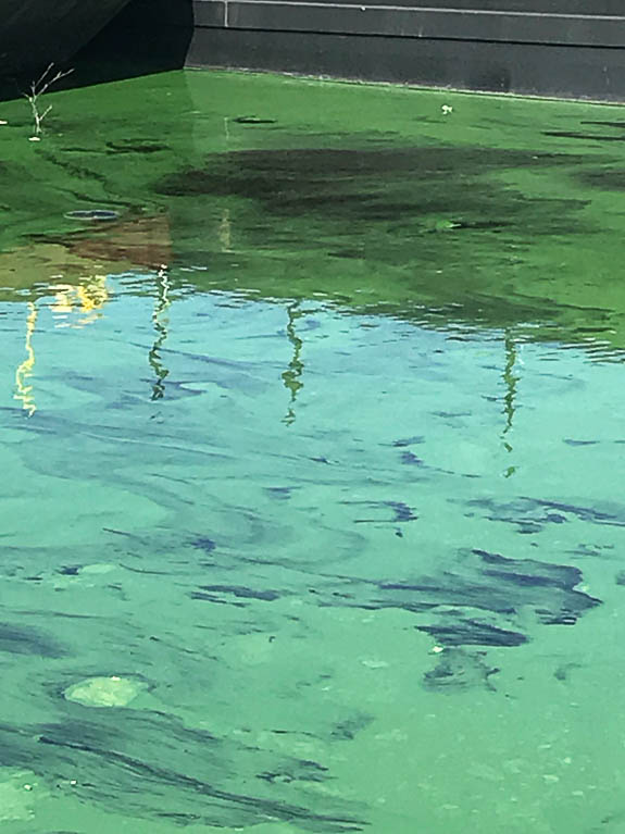 Toxic algae covering on Lake Okeechobee FL