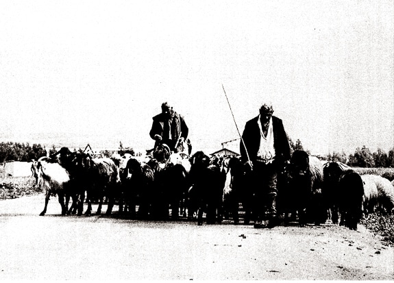 Shepherds with their sheep and goats on their way to pasture in Cyprus.