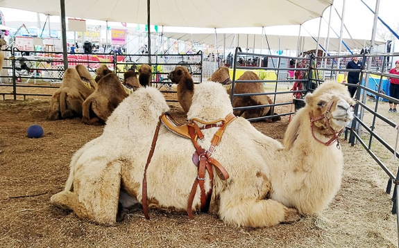 Circus Hollywood has camels!