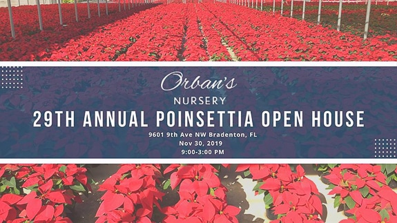 Poinsettia Open House at Orban's Nursery in Bradenton, FL