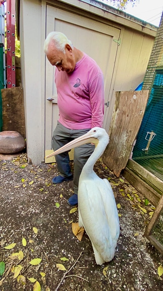 Ed Straight cares for animals at the Wildlife Center in Bradenton Beach, FL