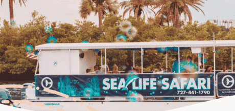 Sea Life Safari